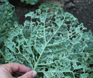 Caterpillars Destroy Cabbage Leaves