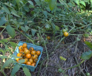 Harvested Sungold Cherry Tomatoes Escaped Hornworm Damage