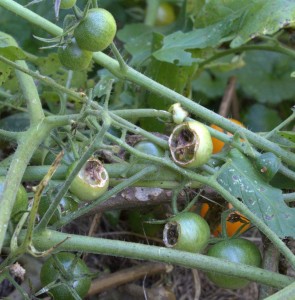 Horn Worms Eat Tomato Fruits Not Just Leaves