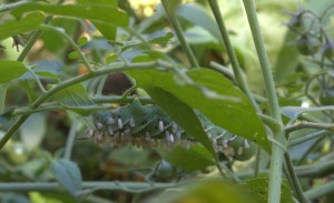 Wasp Eggs On Infected Horn Worm Caterpillar