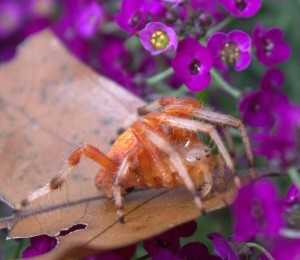 Marbled Orange Orb-weaver Spider with Long Legs