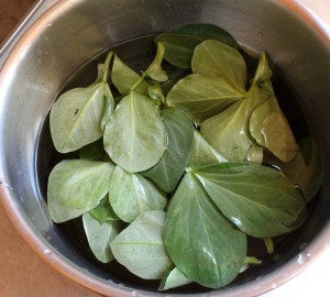 Fava Bean Leaves Soak in Salted Water