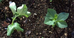 Three Week Old Fava Bean Plants