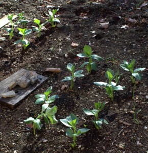 Fava Bean Plants About 3 Weeks Old