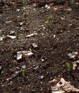 Sprouting Fava Beans as a Cover Crop