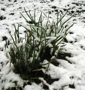 Perennial chives under the April Fool's Snow.