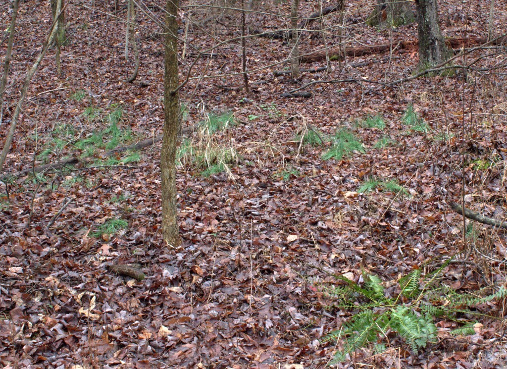 Patch of Wild Chive Plants Growing in Pennsylvania Mountains