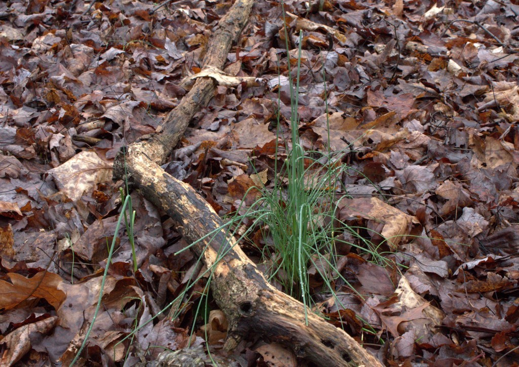 American Wild Chive Plants