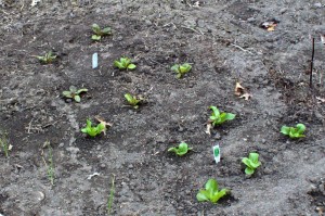 Freckles Romaine and Buttercrunch Lettuce Starts