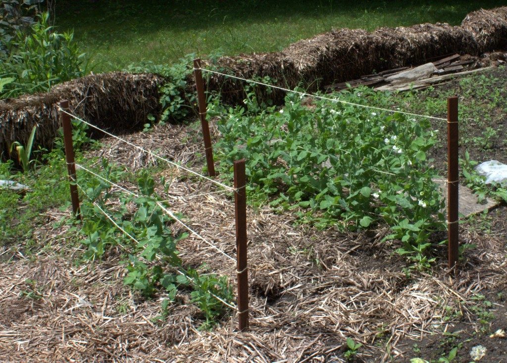 Groundhog Damage to the Sugar Peas