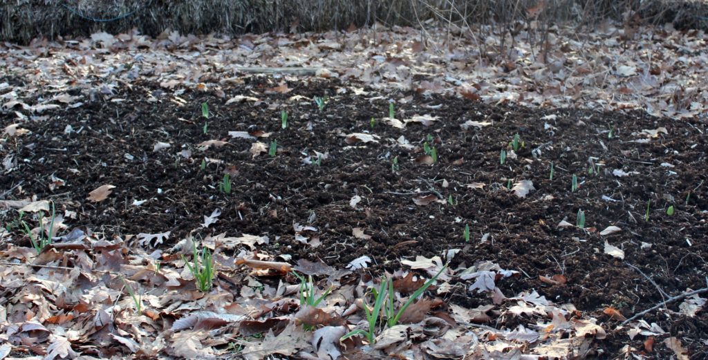 Flower bulbs sprouting in late Winter.