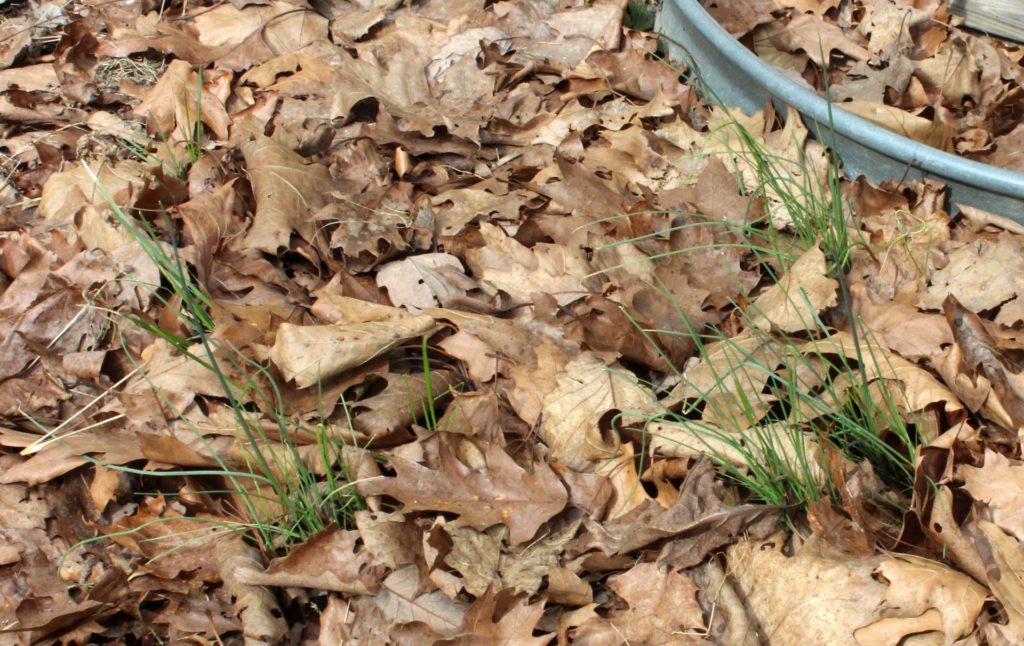 Chives Growing on the South Side of House