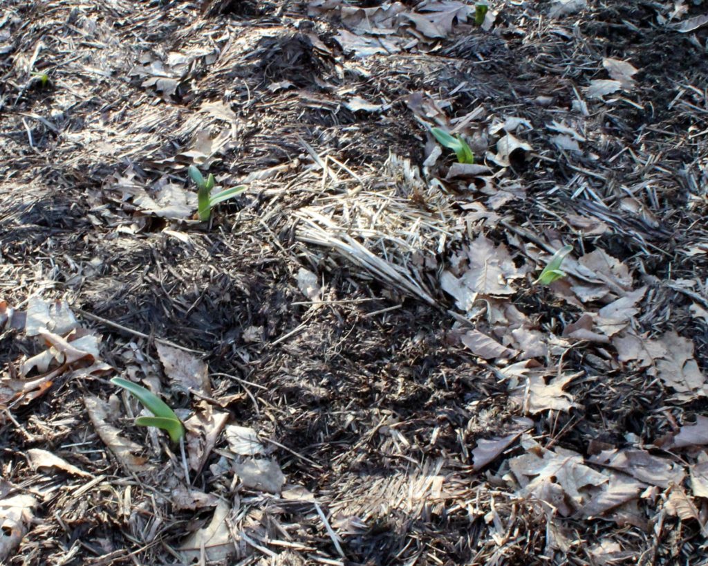 Elephant Garlic Sprouts Are Large