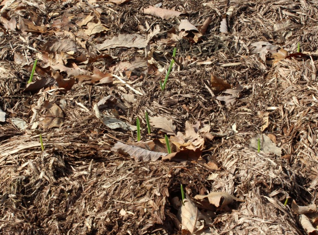 Garlic Sprouting in the Garden