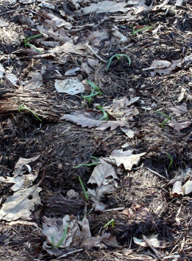 Garlic Sprouts Uncovered