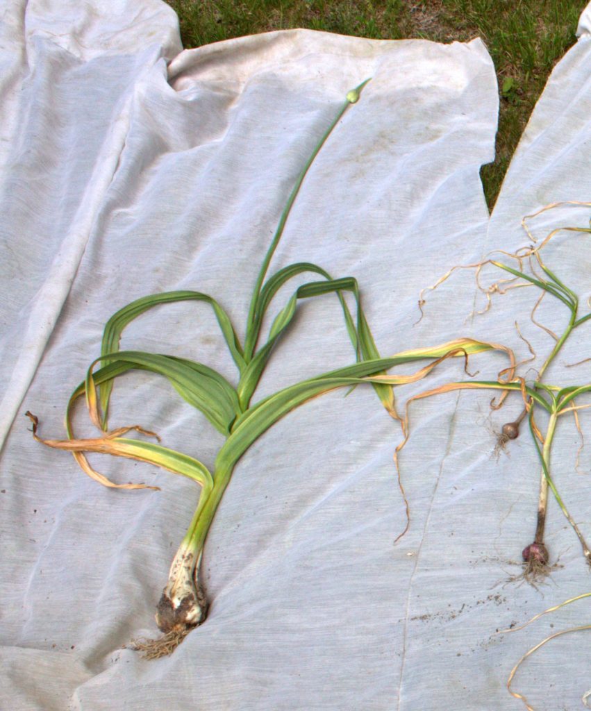 Elephant Garlic Leaves Not Looking Deformed