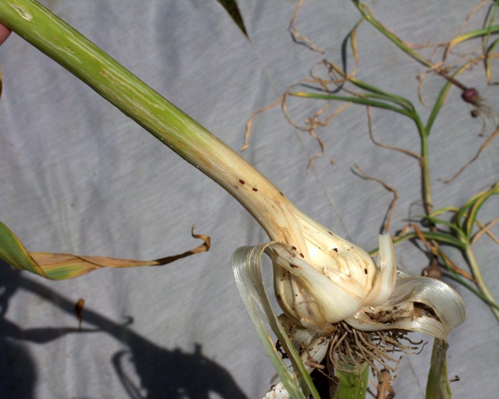 Elephant Garlic Leaves Showing Leafminer Damage