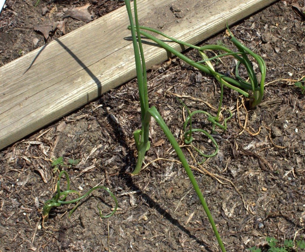 Onion Leaves Showing Leafminer Damage